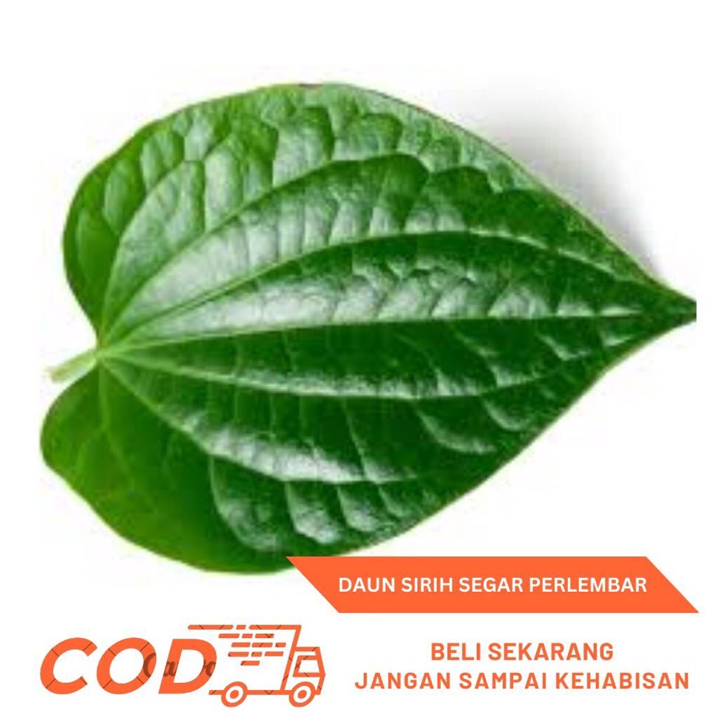 

Daun Sirih Segar Perlembar/Obat Herbal Tradisional