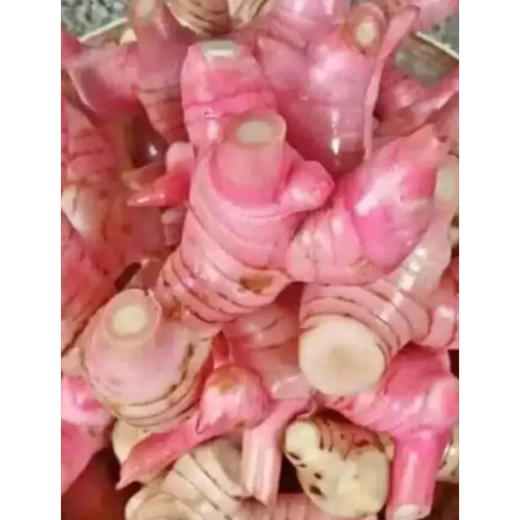 

Lengkuas Merah Segar / Laos Merah Segar 500 gram