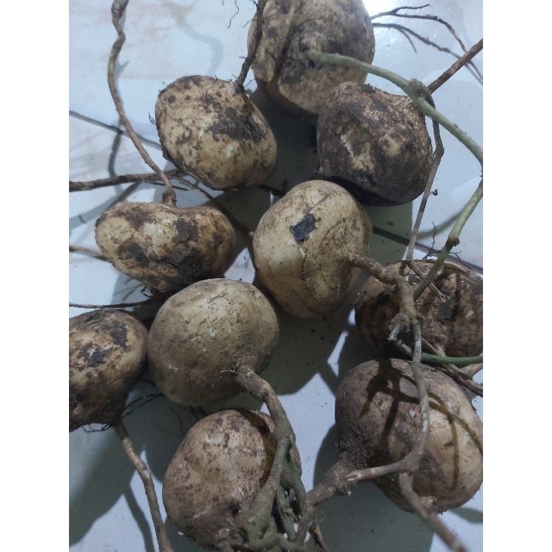 

Bengkoang bengkuang Fresh ambil dari kebun 10 kg ukuran kecil