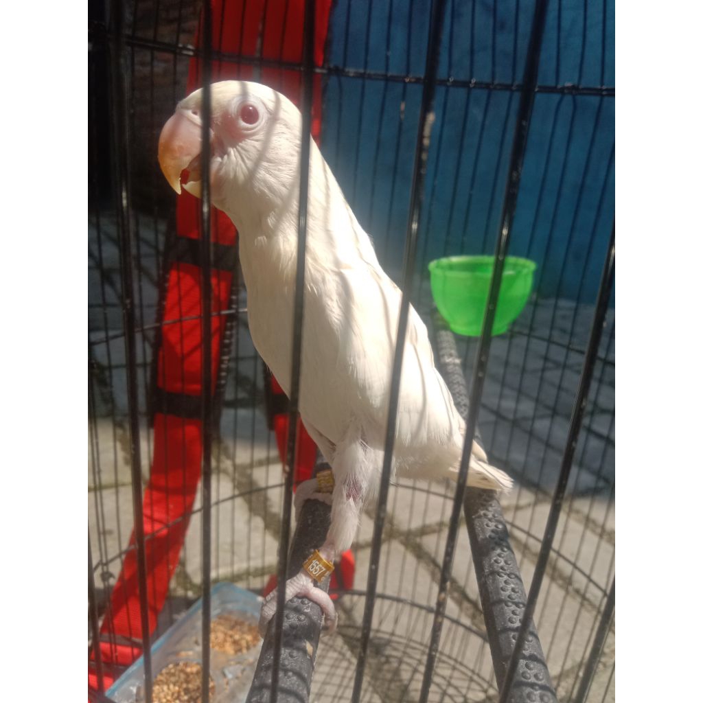 Lovebird Balibu Albino Mata Merah