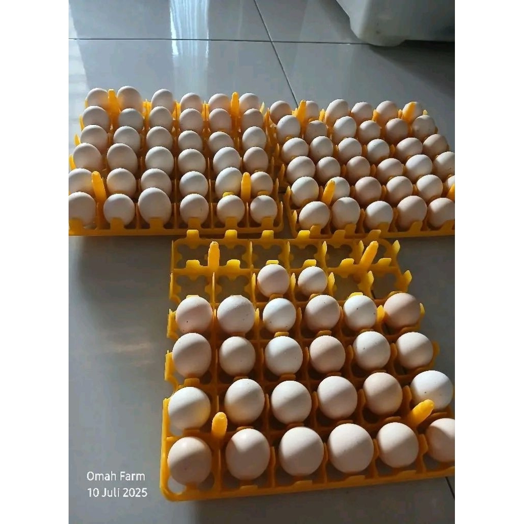TELOR FERTIL AYAM KUB 2