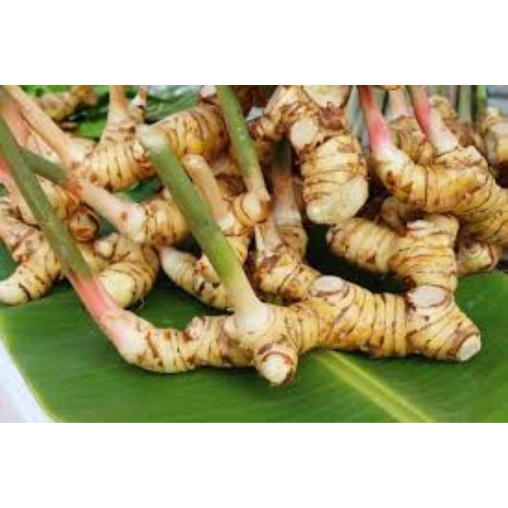 

lengkuas laja_laos_segar_fres_bersih_500gr_1000gr