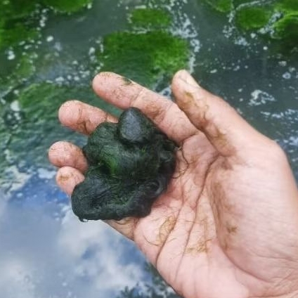 Lumut halus umpan mancing