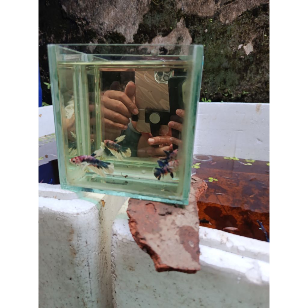 PAIR + MALE HMDE MULTICOLOR BANG TOM