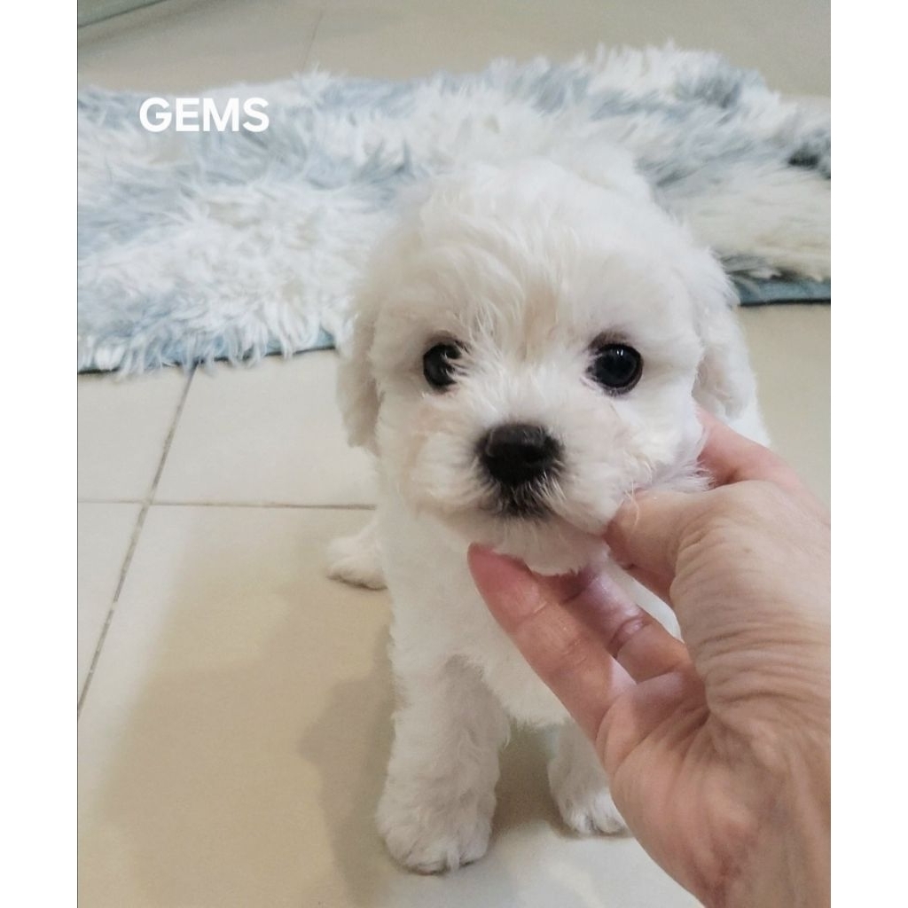 Tiny bichon frise puppy. Female