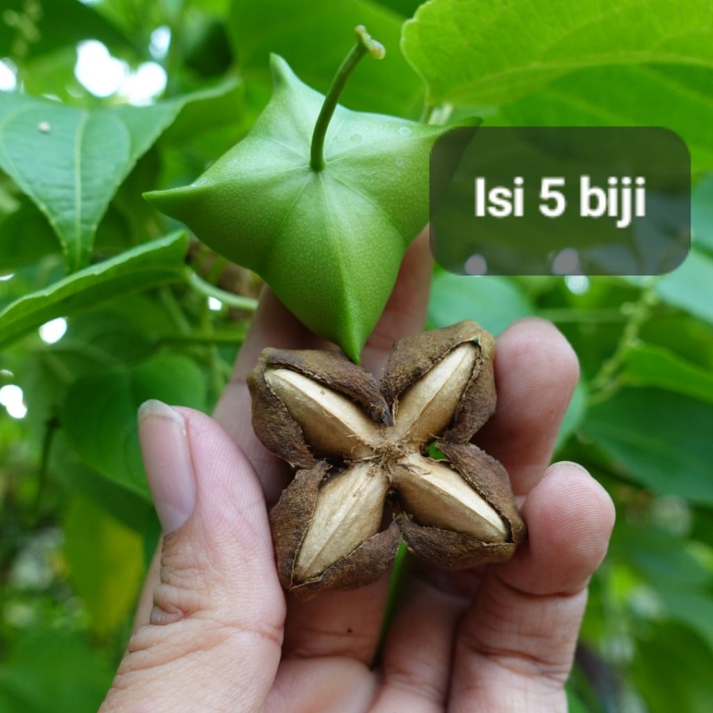 Benih Sacha Inchi Mewalik