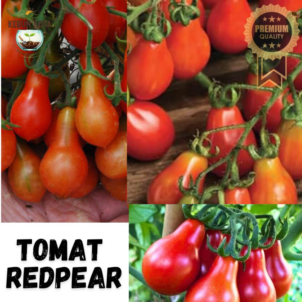 KEBUN KOTA]-Bibit Benih Tumbuhan "TOMAT REDPEAR" 12 butir