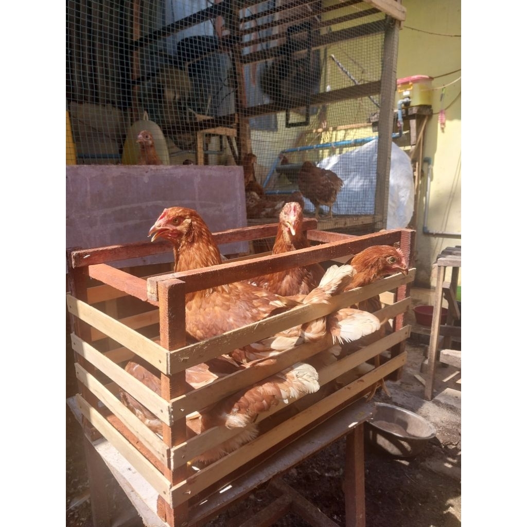PULLET AYAM PETELUR USIA 15 MINGGU