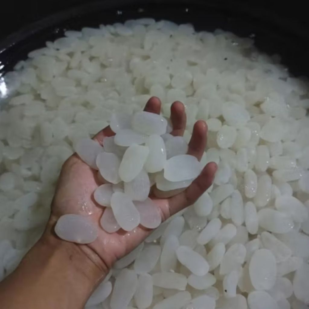 

Kolang Kaling / Caruluk Muda dan Kenyal Fresh Murah 1kg