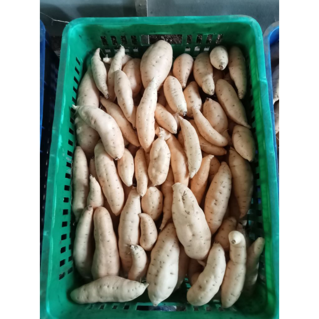 

1.2.3.4.5 Kg Ubi Cilembu