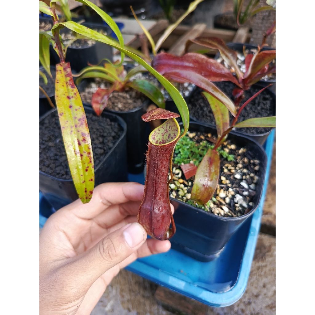 Nepenthes Gracillis x reinwardtiana / Kantong semar / Tanaman carnivora / Tanaman pemakan serangga /