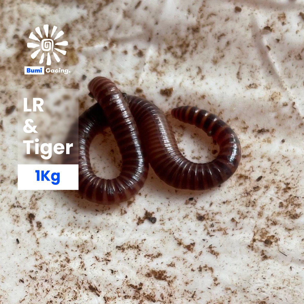 Cacing Lumbricus Rubellus & Tiger Hidup 1Kg – Pakan, Obat & Kosmetik