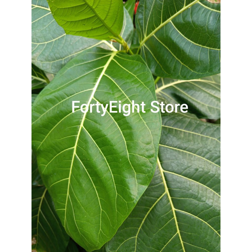 

Daun Awar-Awar Lebar untuk obat, pepes, serbaguna