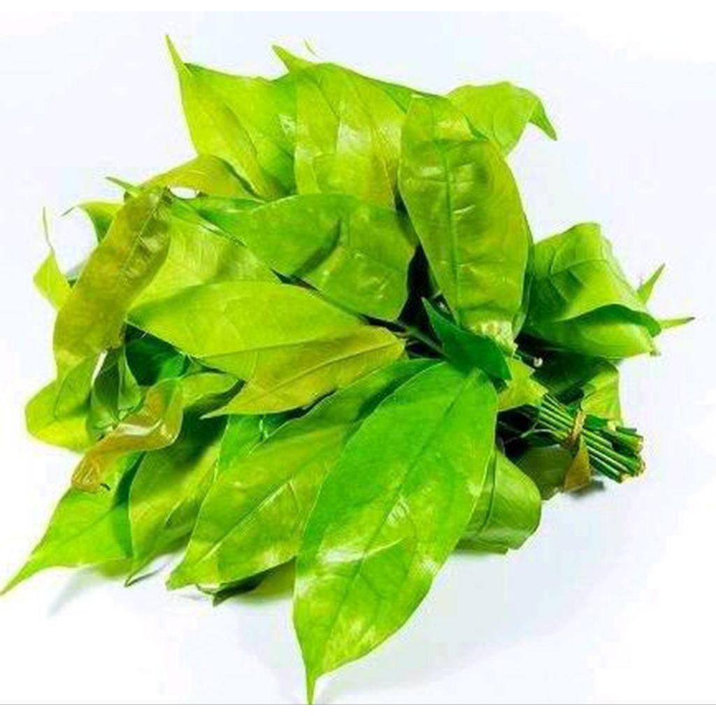 

Daun melinjo/pucuk tangkil fresh 500 gram