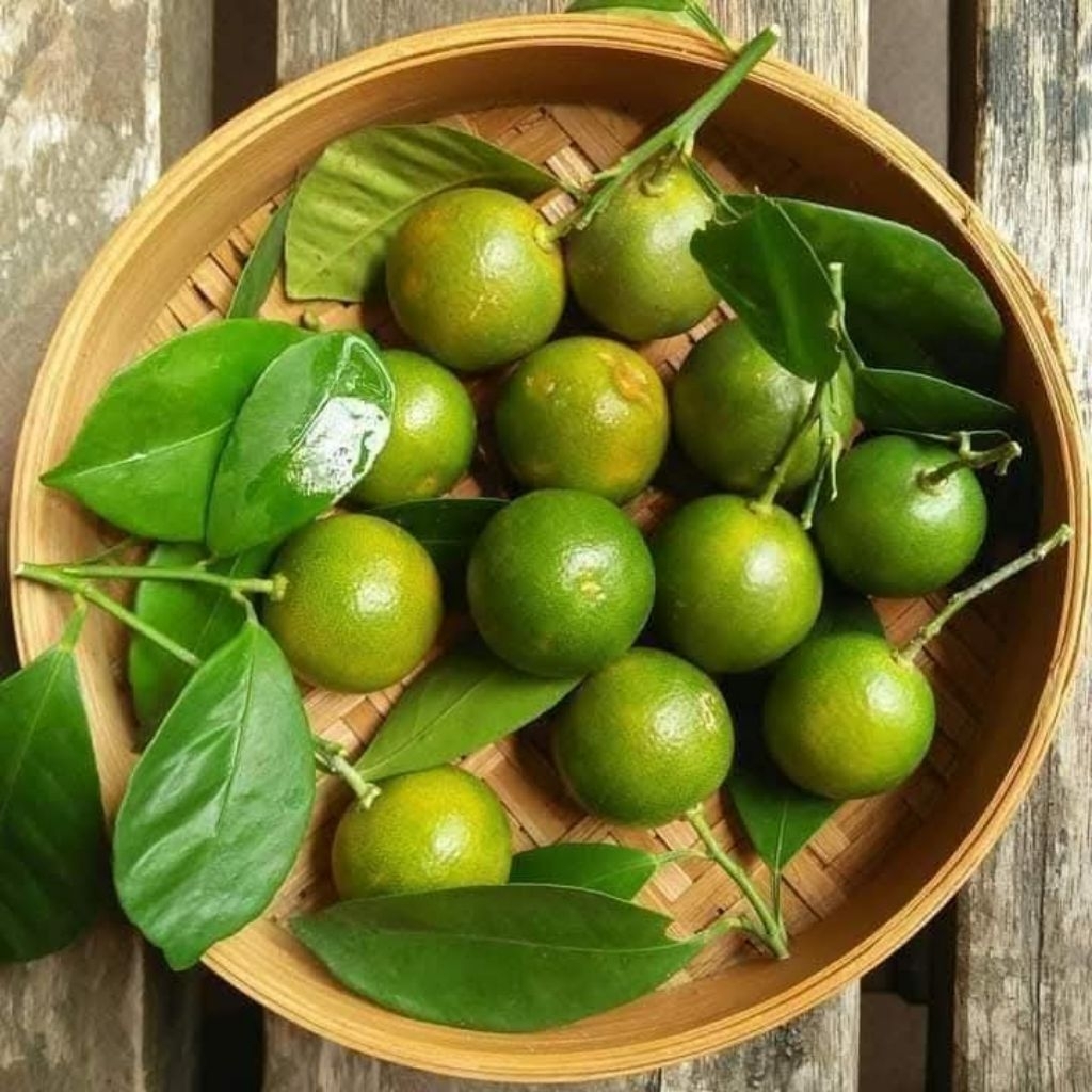 BIBIT JERUK KASTURI BERBUAH bibit jeruk KIP Berbuah
