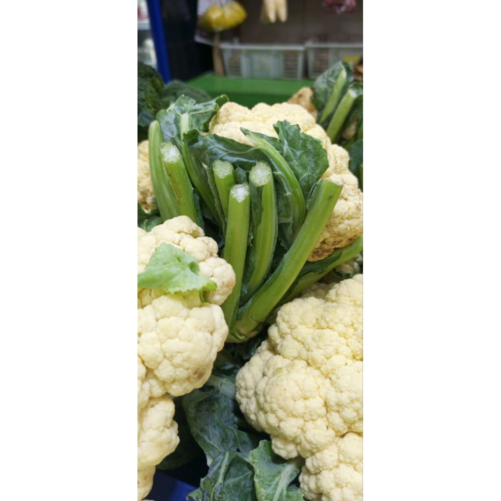 

jual kembang kol murah