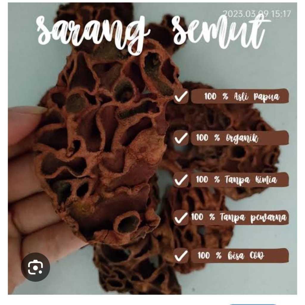 

sarang semut papua