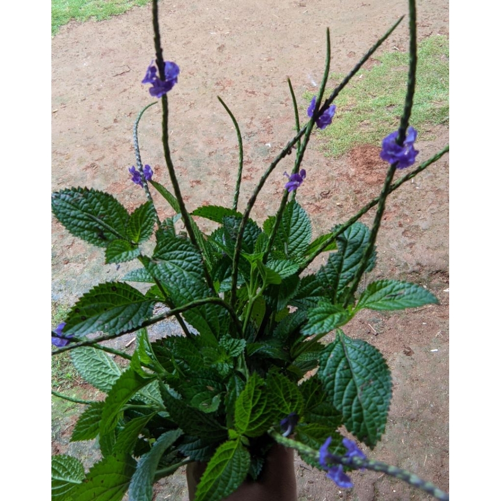 

DAUN Pecut kuda / Jarong segar (Stachytarpheta jamaicensis) 300 gr