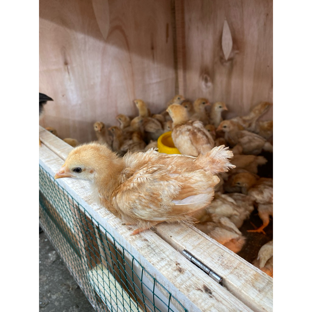 

ayam petelur usia 3 minggu