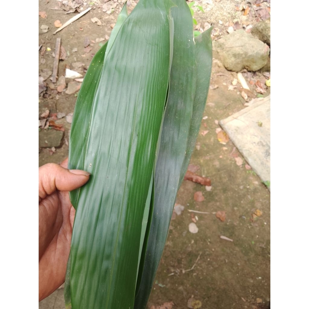 

1kg daun bambu jumbo untuk bungkus bakcang 1kg