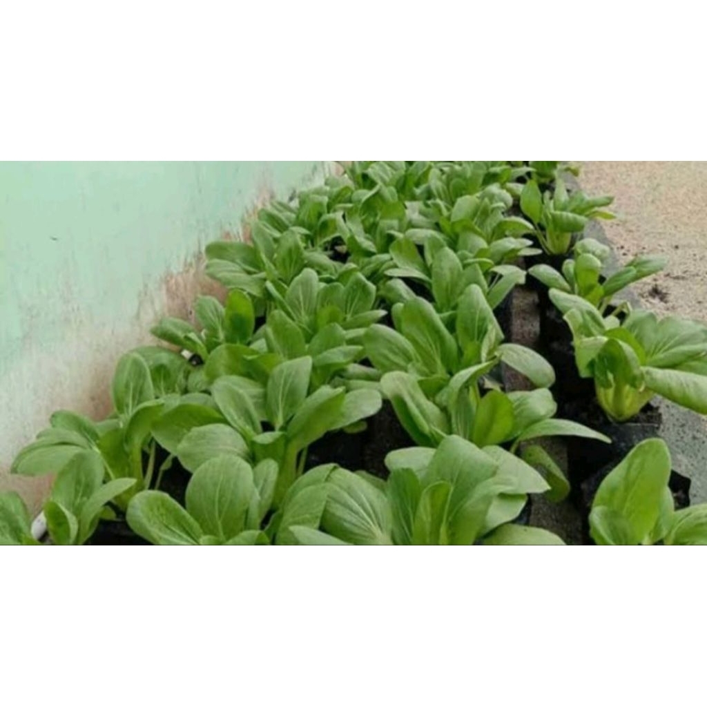 

0pakcoy tanaman sayur pakcoy tanaman hidup berakar BELI 4 GRATIS 1