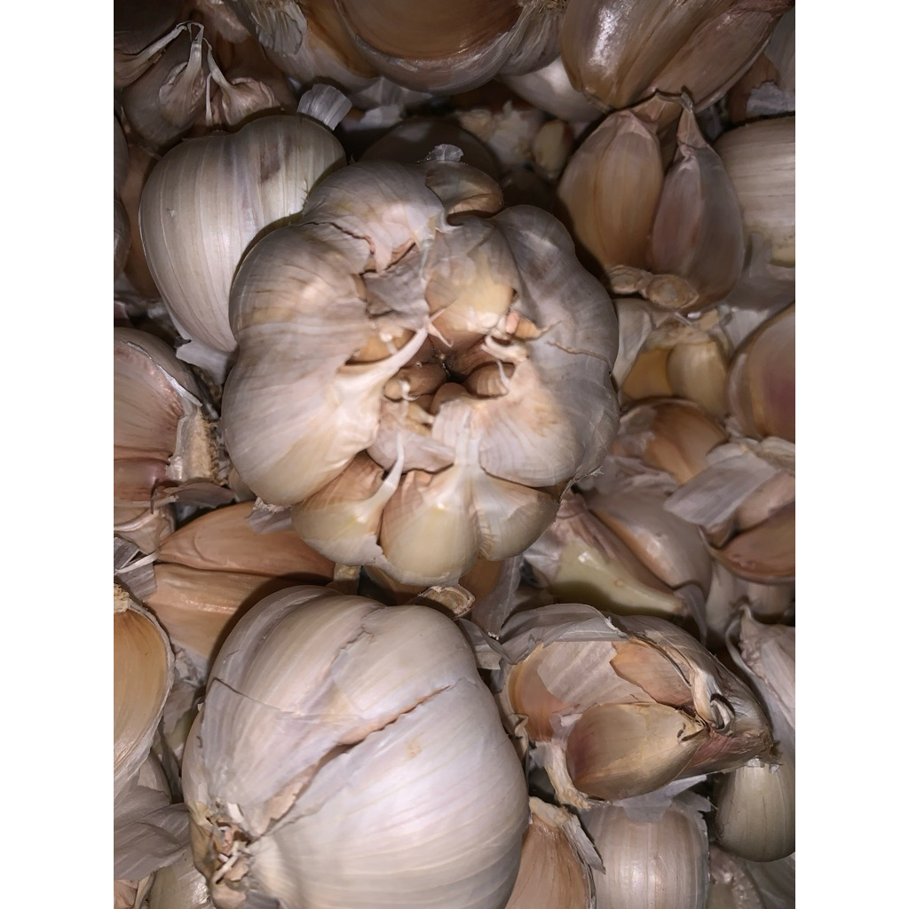 

Bawang Cincau Bawang Asli 500gr 1000gr