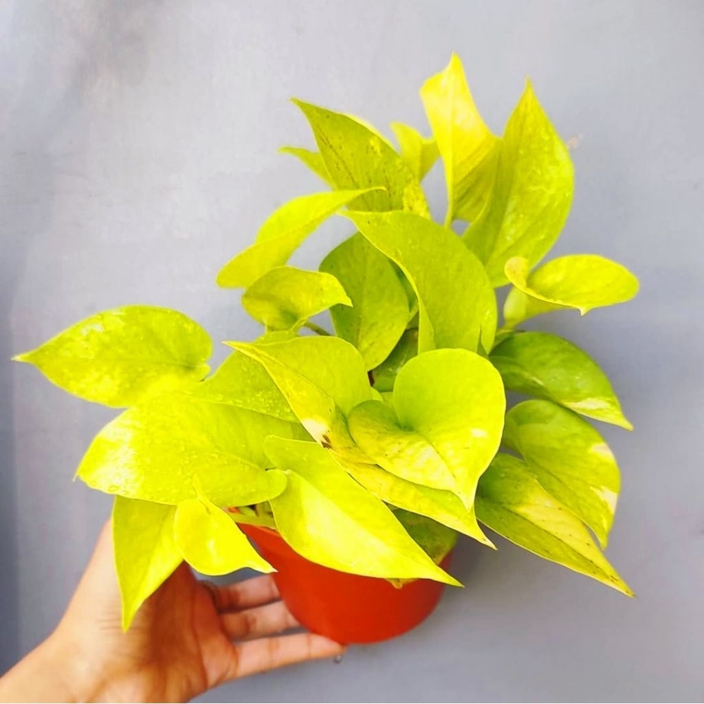 Tanaman Hias Sirih Gading Lemon Remaja Rimbun