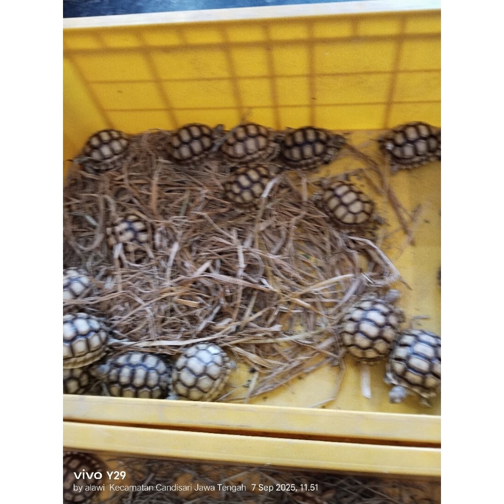 mainan sulcata cerah dan smot, dotles thinline