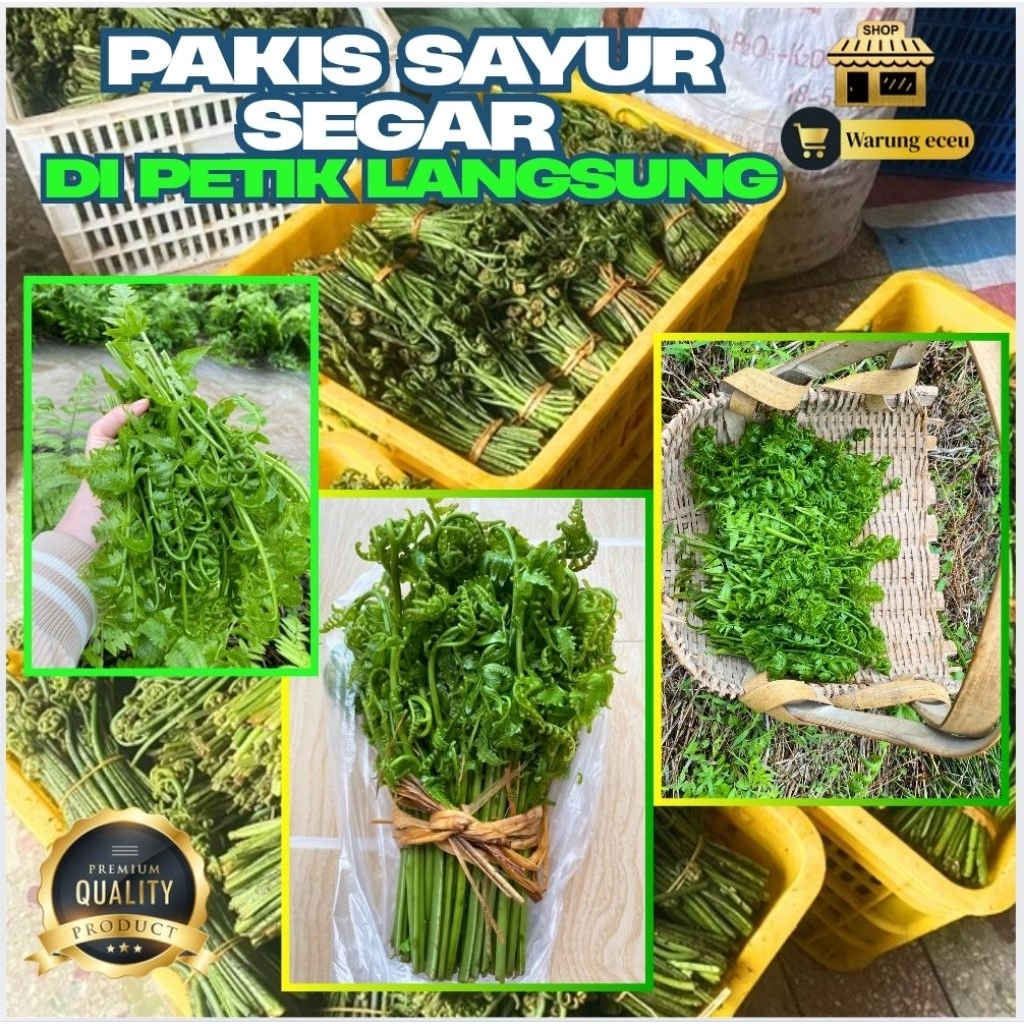 

[ Shoping Day 9.9 ] Sayur Pakis Segar 250 Gram | Sayuran Hijau Sehat | Siap Masak & Fresh dari Kebun