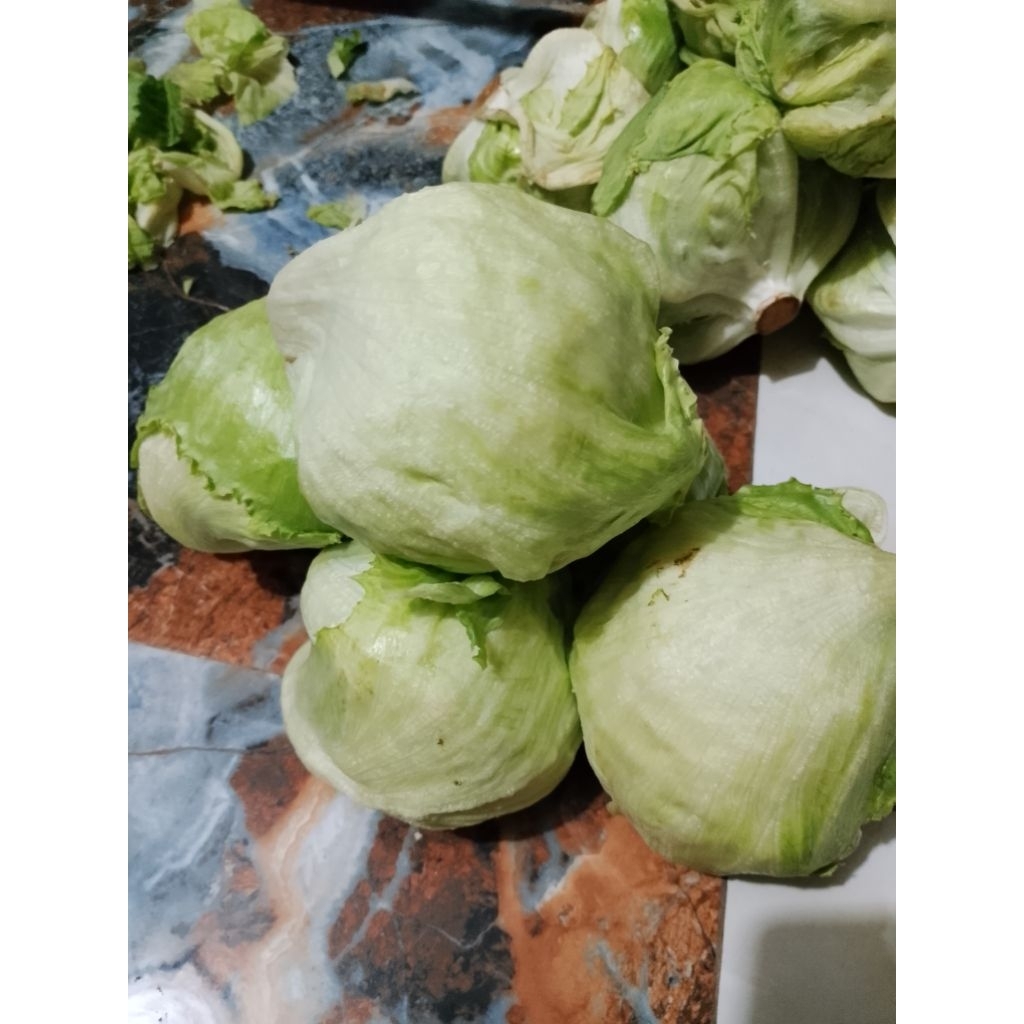 

SAYUR SELADA LETTUE SEGAR MURAH 500g