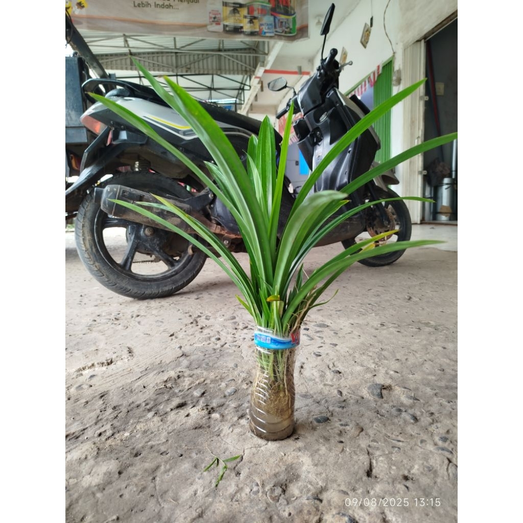 Jual anakan bibit daun pandan wangi ras besar