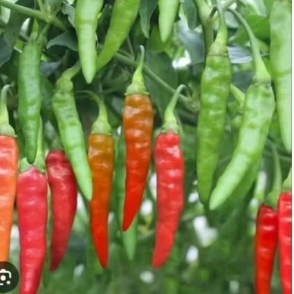 

25 cabai rawit merunduk