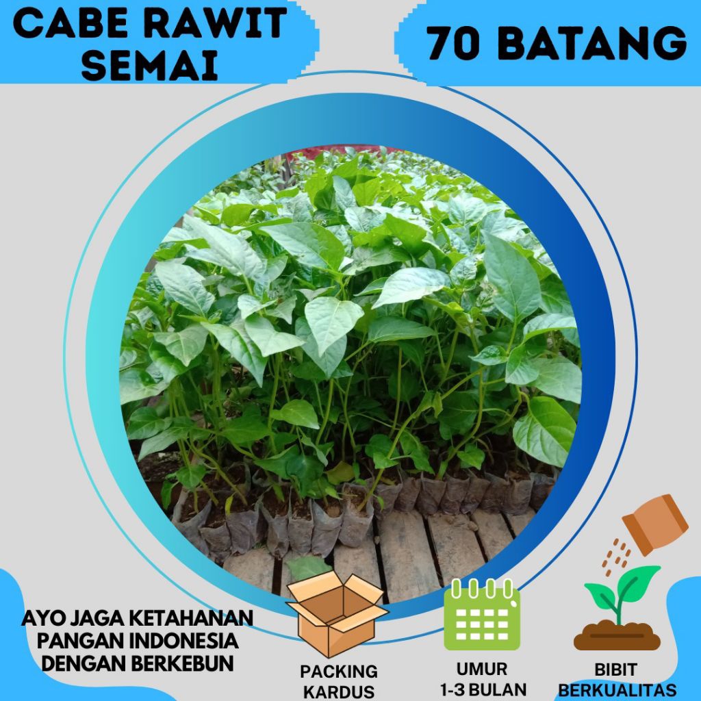 cabai rawit hijau super siap tanam isi 70 batang benih unggul