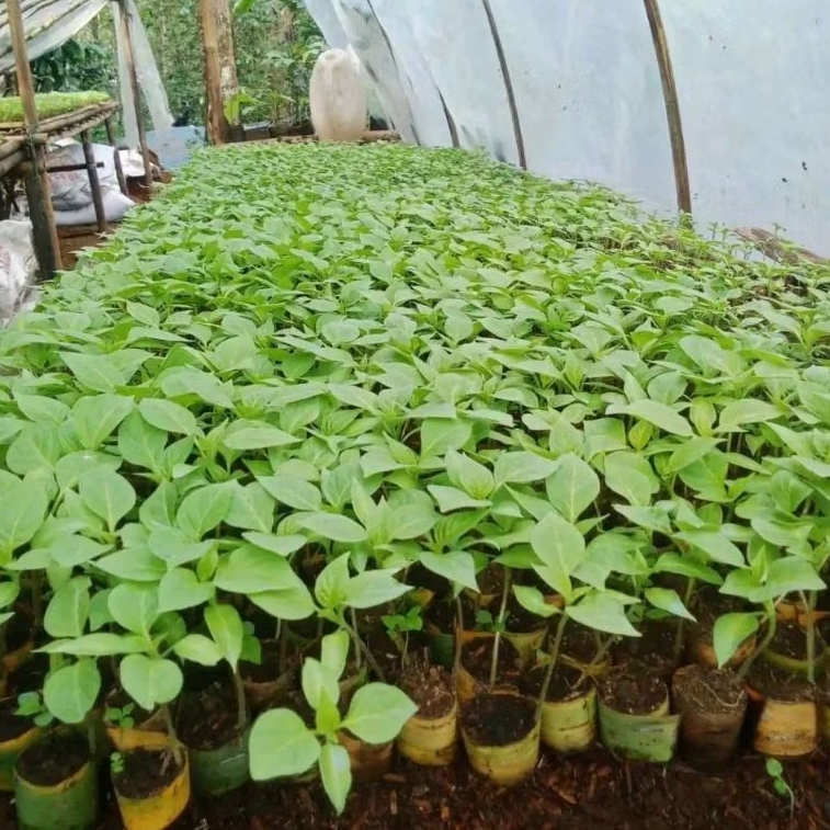 Bibit Cabe Gendot Super Pedas – Per Pohon+Bonus Siap Tanam | Cabe Gendot Hidroponik/Media Tanah