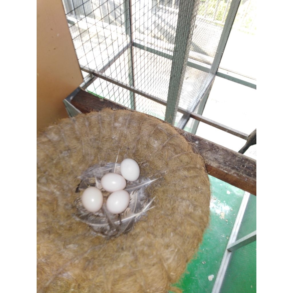 

TELUR BURUNG PERKUTUT BANGKOK 100% siap menetas