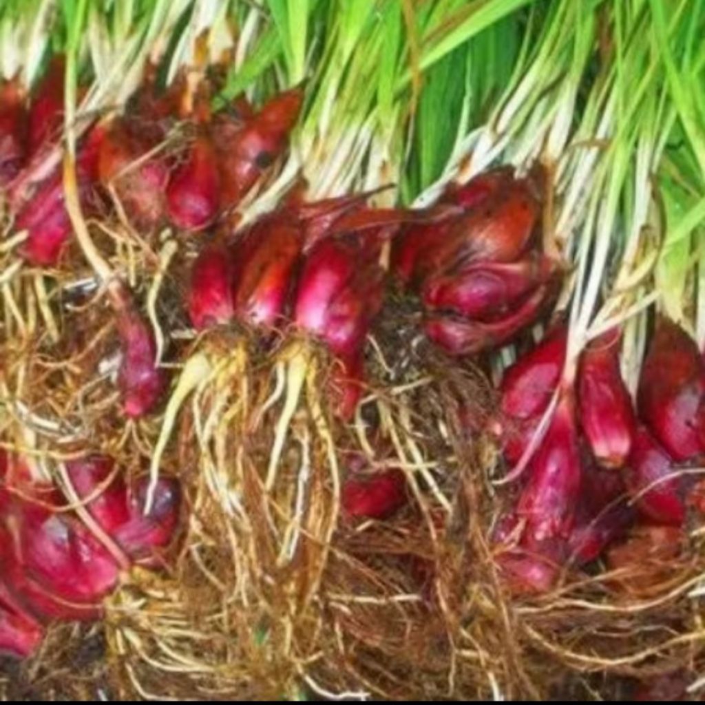 

BAWANG DAYAK SEGAR 250 gr