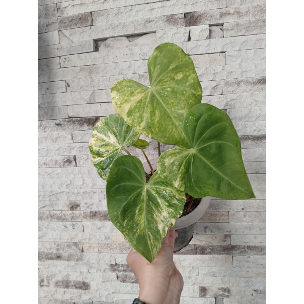 Anthurium Clarinervium Hybrid Variegata