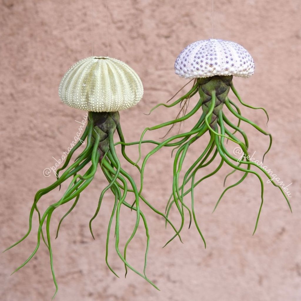 Kyoolaa Tillandsia Bulbosa/Airplant/Tillandsia