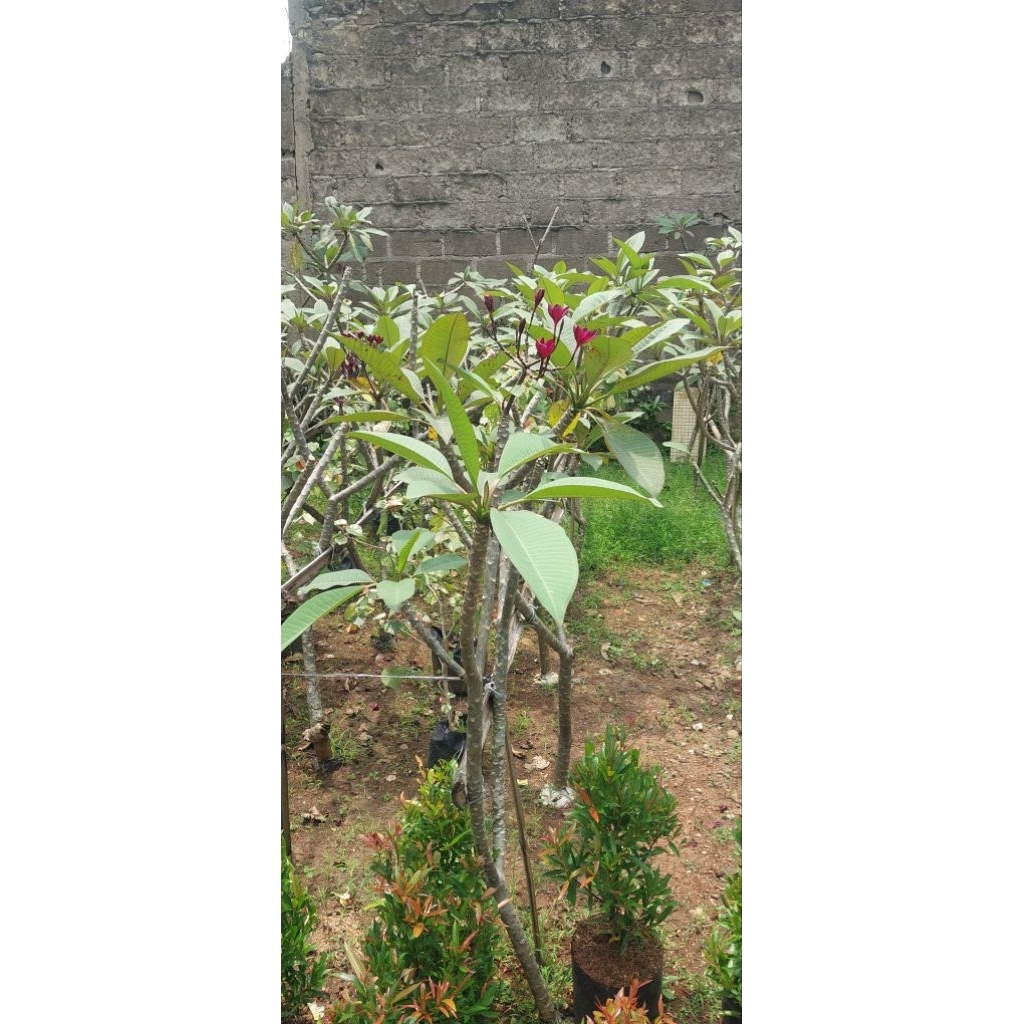 TERMURAH.Kamboja Merah / Kamboja Merah Kecap.