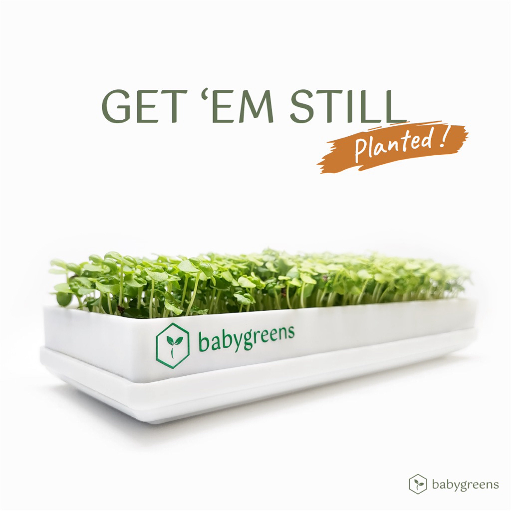 

[BABYGREENS] Microgreens Hidup Tray 30 gr (amaranth, arugula, basil, beet, broccoli, bok choy, cabbage, carrot, chervil, cilantro, fennel, fenugreek, kale, kemangi)