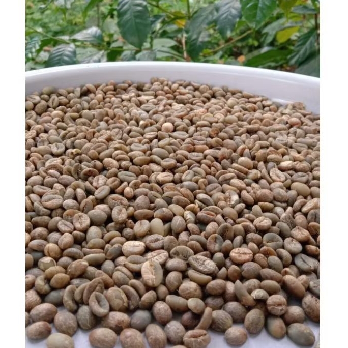 

biji kopi robusta / kopi robusta bijian mentah / green Bean robusta / kopi robusta / kopi ternikmat