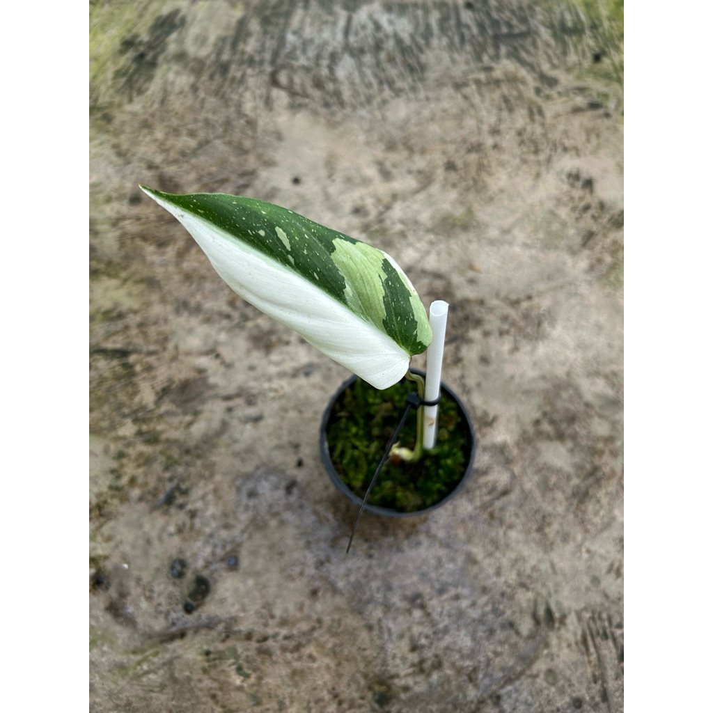 Philodendron Gloriosum Tricolor Varigata