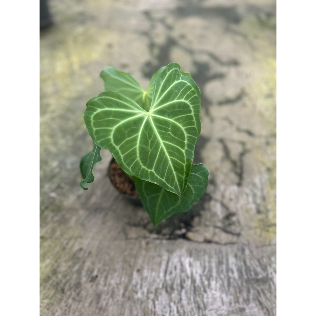 Anthurium King Clarinervium Real Pict