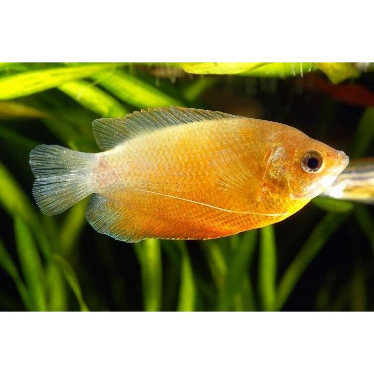 Ikan Hias Sepat Madu / Honey Gourami / Ikan Hias Air Tawar