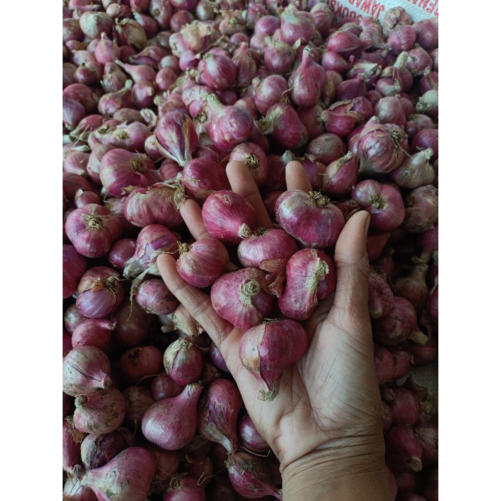 

bawang merah super cross