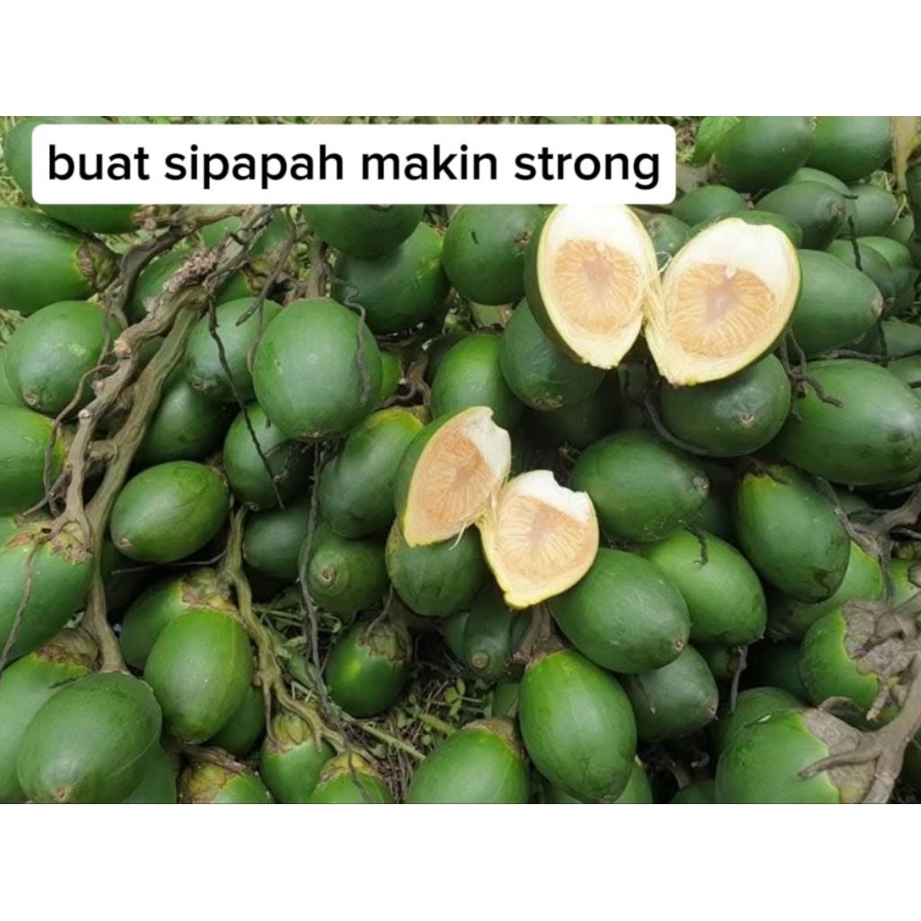 

buah Jambe muda 1kg untuk stamina buah pinang muda segar