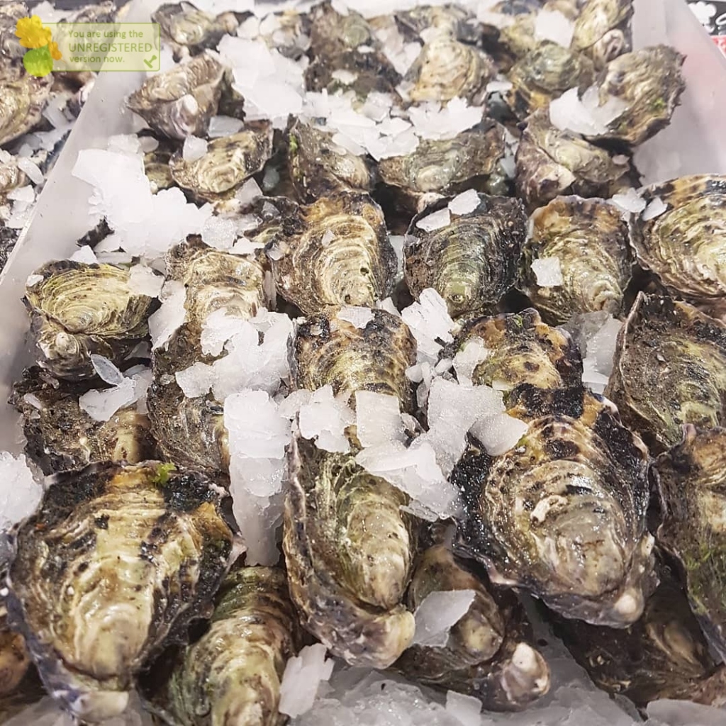 Kerang Tiram Oyster 1Kg Kerang Tiram Oyster Segar Seafood Kerang Laut Segar