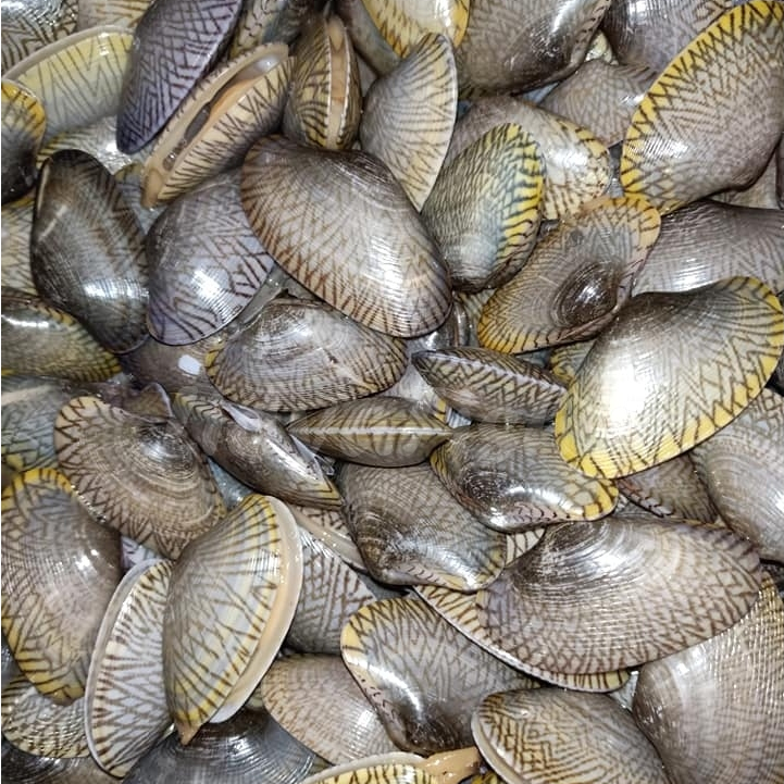 

Kerang Batik 1Kg Kerang Batik Segar Seafood Kerang Laut Segar