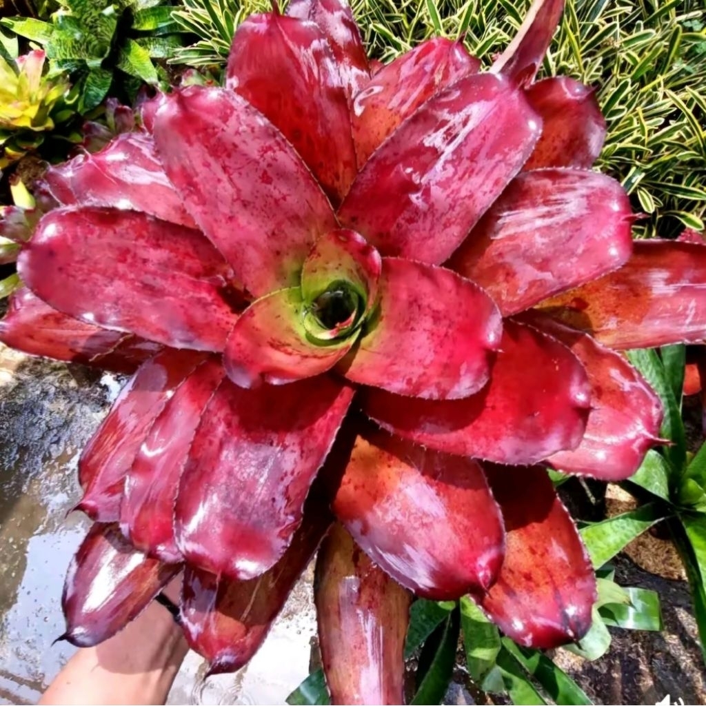 Bromelia Red Apple - Bromelia Rose - Bromelia Mawar - Bromelia Hias - Bromelia Koleksi - Bromelia