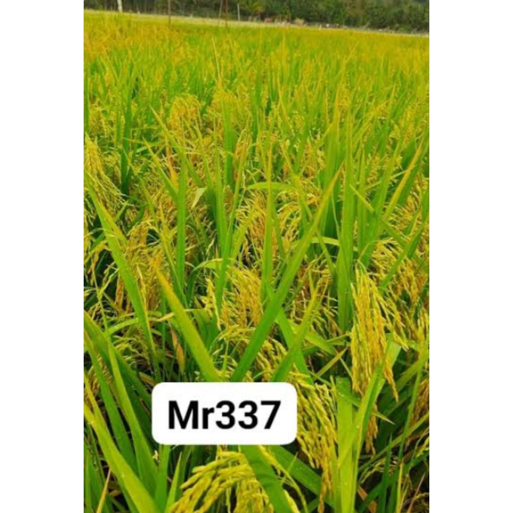 BENIH PADI MR 337 ORIGINAL